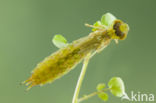 Little emperor dragonfly (Anax parthenope)