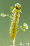 Little emperor dragonfly (Anax parthenope)