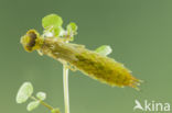 Zuidelijke keizerlibel (Anax parthenope)