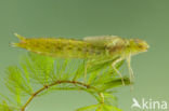 Little emperor dragonfly (Anax parthenope)