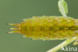 Little emperor dragonfly (Anax parthenope)