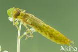 Zuidelijke keizerlibel (Anax parthenope)