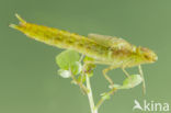 Little emperor dragonfly (Anax parthenope)