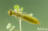 Little emperor dragonfly (Anax parthenope)