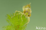 Little emperor dragonfly (Anax parthenope)