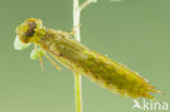 Little emperor dragonfly (Anax parthenope)