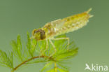 Little emperor dragonfly (Anax parthenope)