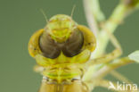 Little emperor dragonfly (Anax parthenope)