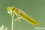 Little emperor dragonfly (Anax parthenope)