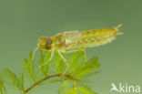 Little emperor dragonfly (Anax parthenope)