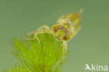 Little emperor dragonfly (Anax parthenope)