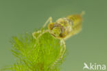 Zuidelijke keizerlibel (Anax parthenope)