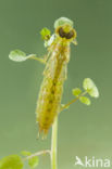 Little emperor dragonfly (Anax parthenope)