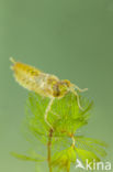 Zuidelijke keizerlibel (Anax parthenope)