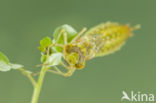 Little emperor dragonfly (Anax parthenope)