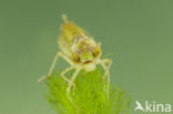 Zuidelijke keizerlibel (Anax parthenope)