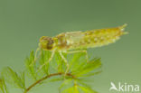 Little emperor dragonfly (Anax parthenope)