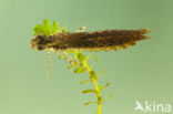 Little emperor dragonfly (Anax parthenope)