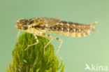 Little emperor dragonfly (Anax parthenope)