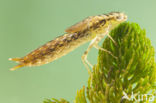 Little emperor dragonfly (Anax parthenope)