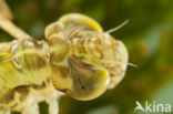 Little emperor dragonfly (Anax parthenope)