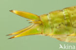 Little emperor dragonfly (Anax parthenope)