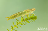 Little emperor dragonfly (Anax parthenope)