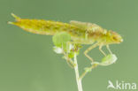 Little emperor dragonfly (Anax parthenope)