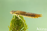 Little emperor dragonfly (Anax parthenope)