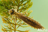 Little emperor dragonfly (Anax parthenope)