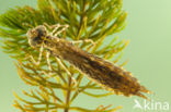 Little emperor dragonfly (Anax parthenope)