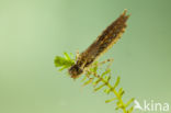 Little emperor dragonfly (Anax parthenope)