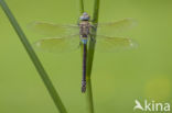 Zuidelijke keizerlibel (Anax parthenope)