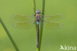 Zuidelijke keizerlibel (Anax parthenope)