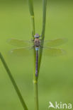 Zuidelijke keizerlibel (Anax parthenope)