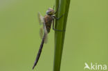 Zuidelijke keizerlibel (Anax parthenope)