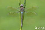 Zuidelijke keizerlibel (Anax parthenope)