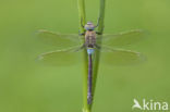 Zuidelijke keizerlibel (Anax parthenope)