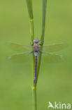 Zuidelijke keizerlibel (Anax parthenope)