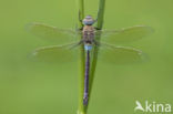 Zuidelijke keizerlibel (Anax parthenope)