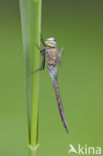 Zuidelijke keizerlibel (Anax parthenope)