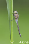 Zuidelijke keizerlibel (Anax parthenope)