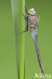 Zuidelijke keizerlibel (Anax parthenope)