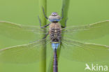 Zuidelijke keizerlibel (Anax parthenope)