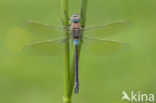 Zuidelijke keizerlibel (Anax parthenope)