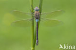 Zuidelijke keizerlibel (Anax parthenope)