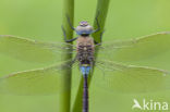 Zuidelijke keizerlibel (Anax parthenope)