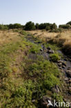 Zuidelijke waterjuffer (Coenagrion caerulescens)