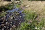 Zuidelijke waterjuffer (Coenagrion caerulescens)