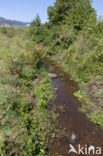 Zuidelijke waterjuffer (Coenagrion caerulescens)